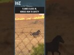 Dramatic Moment Horses Flee Raging Greece Wildfire