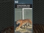 Tiger Comeback! Kazakhstan Releases Lost Predator After 70 Years