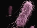 Lethal fungus Candida auris reported in 23 states, with over 3,000 cases in 2026, primarily affecting hospital patients, particularly those with compromised immune systems. Lethal fungus Candida auris reported in 23 states, with over 3,000 cases in 2026, primarily affecting hospital patients, particularly those with compromised immune systems.