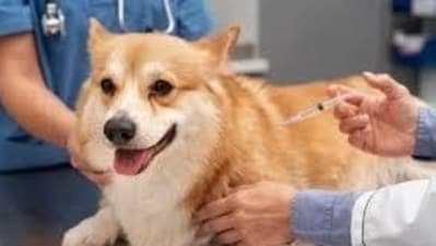 Veterinary care (HT Photo) Veterinary care (HT Photo)
