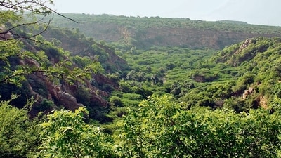 Forest (REPRESENTATIVE PIC) Forest (REPRESENTATIVE PIC)