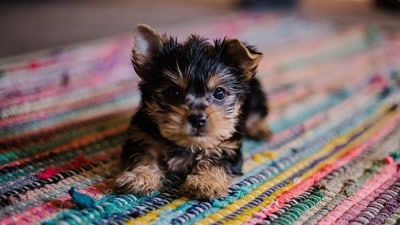 The pet may be vulnerable to seasonal illness. (Picture credit: Freepik) The pet may be vulnerable to seasonal illness. (Picture credit: Freepik)