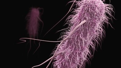 Lethal fungus Candida auris reported in 23 states, with over 3,000 cases in 2026, primarily affecting hospital patients, particularly those with compromised immune systems.
