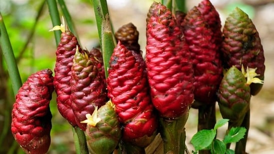 Read more to find out the benefits of using this natural shampoo alternative.