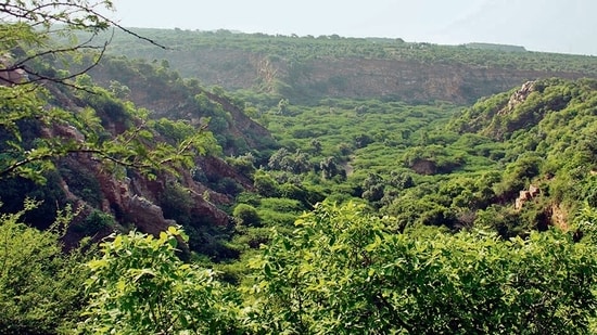 Forest (REPRESENTATIVE PIC)