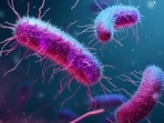Salmonella outbreak linked to jalapeno peppers from Mexico sickens 345 people in 27 US states. (Adobe Stock)