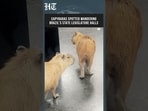 Wild Capybaras Roam Brazil's State Legislature Halls In Unusual Wildlife Encounter