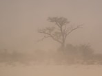 A dust storm was reported in Phoenix, Arizona overnight. Image for representational purposes.