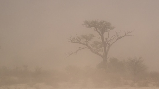 A dust storm was reported in Phoenix, Arizona overnight. Image for representational purposes. (Unsplash)