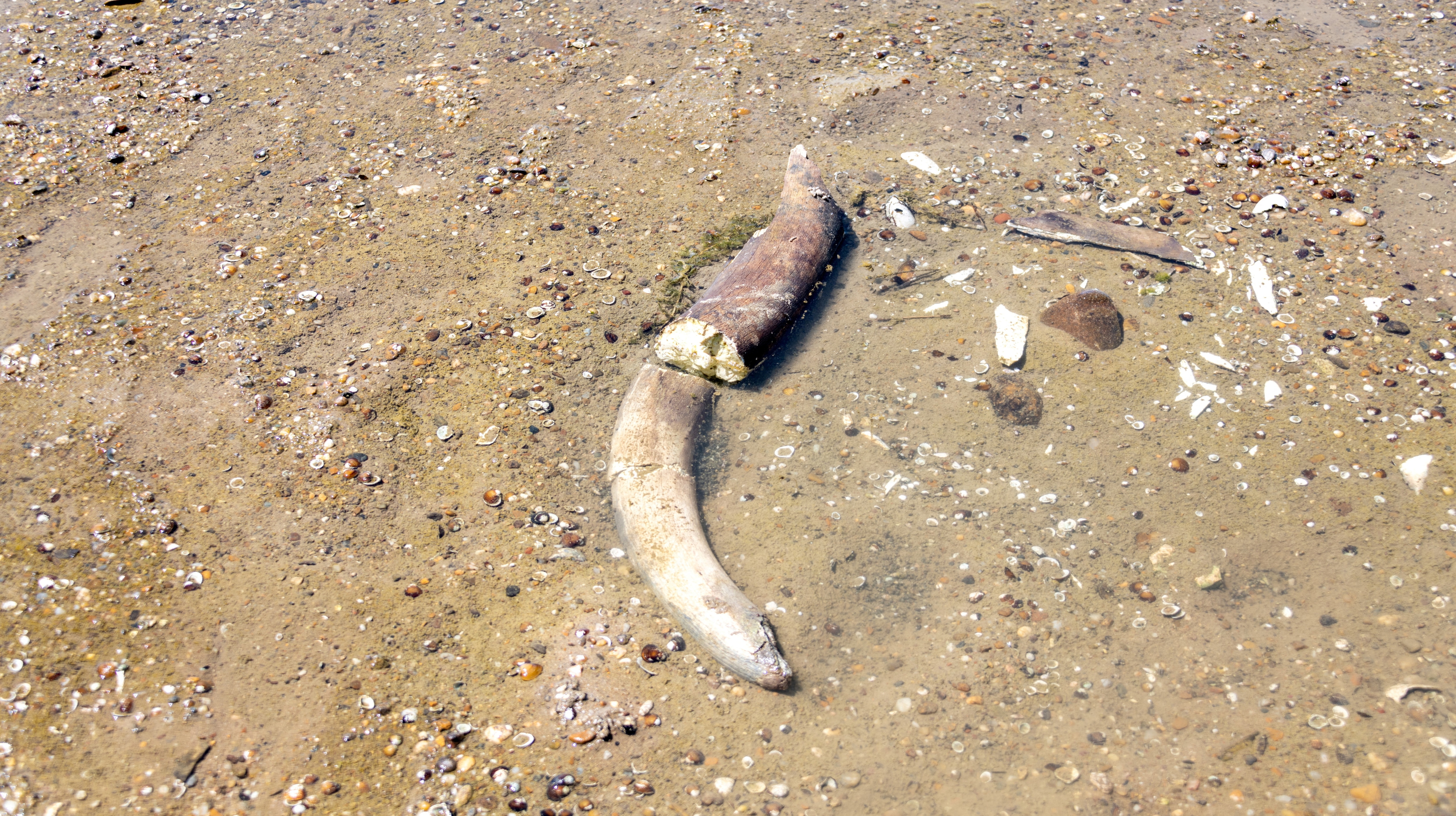 The remains of what historians believe is an ancient mammoth, which emerged after the Danube River's water level receded to a record low, lie on the riverbed near the village of Ryahovo, Slivo pole municipality, Bulgaria. (REUTERS)
