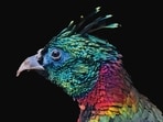 A Himalayan Monal (Shutterstock)