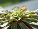 The plant, which grows in nutrient-poor rock crevices in the mountains of Yunnan, Sichuan in southwestern China, is carnivorous. (iStock photo)