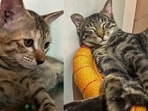 These little kittens, in Delhi-NCR, are searching for forever homes. Won’t you bring them home?