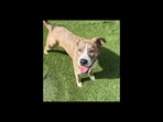 In the video, Jayme explained that Gracie was scheduled to be euthanized unless someone stepped forward to foster her. 