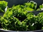Myoglobin is the molecule that plant-based meats have struggled hardest to replicate.(AP Photo)