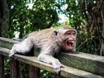 The monkey was caught late Thursday in a trap set up in town, and the rescue service issued a video Friday showing it alive, seemingly stressed, behind bars in a cage.(Representative Image/Unsplash )