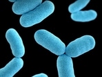 Rabbit fever cases rise in Suffolk County with four infections confirmed. Health officials urge vigilance against tularemia, a contagious disease mainly affecting wildlife. 