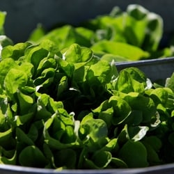Myoglobin is the molecule that plant-based meats have struggled hardest to replicate.