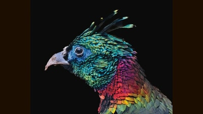 A Himalayan Monal (Shutterstock) A Himalayan Monal (Shutterstock)