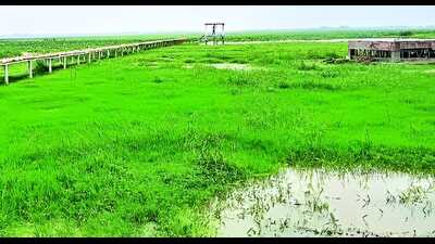 A view of Alwara Lake in Kaushambi (File) A view of Alwara Lake in Kaushambi (File)