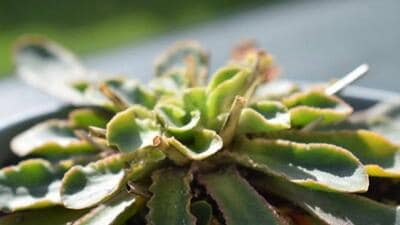 The plant, which grows in nutrient-poor rock crevices in the mountains of Yunnan, Sichuan in southwestern China, is carnivorous. (iStock photo) The plant, which grows in nutrient-poor rock crevices in the mountains of Yunnan, Sichuan in southwestern China, is carnivorous. (iStock photo)