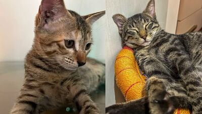 These little kittens, in Delhi-NCR, are searching for forever homes. Won’t you bring them home?