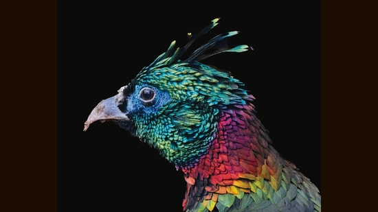 A Himalayan Monal (Shutterstock)