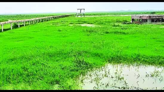 A view of Alwara Lake in Kaushambi (File)
