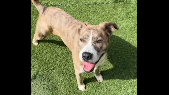 In the video, Jayme explained that Gracie was scheduled to be euthanized unless someone stepped forward to foster her. (Instagram | @jaymeaiden)
