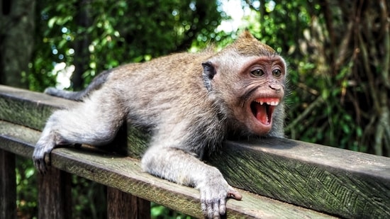 The monkey was caught late Thursday in a trap set up in town, and the rescue service issued a video Friday showing it alive, seemingly stressed, behind bars in a cage. (Representative Image/Unsplash )