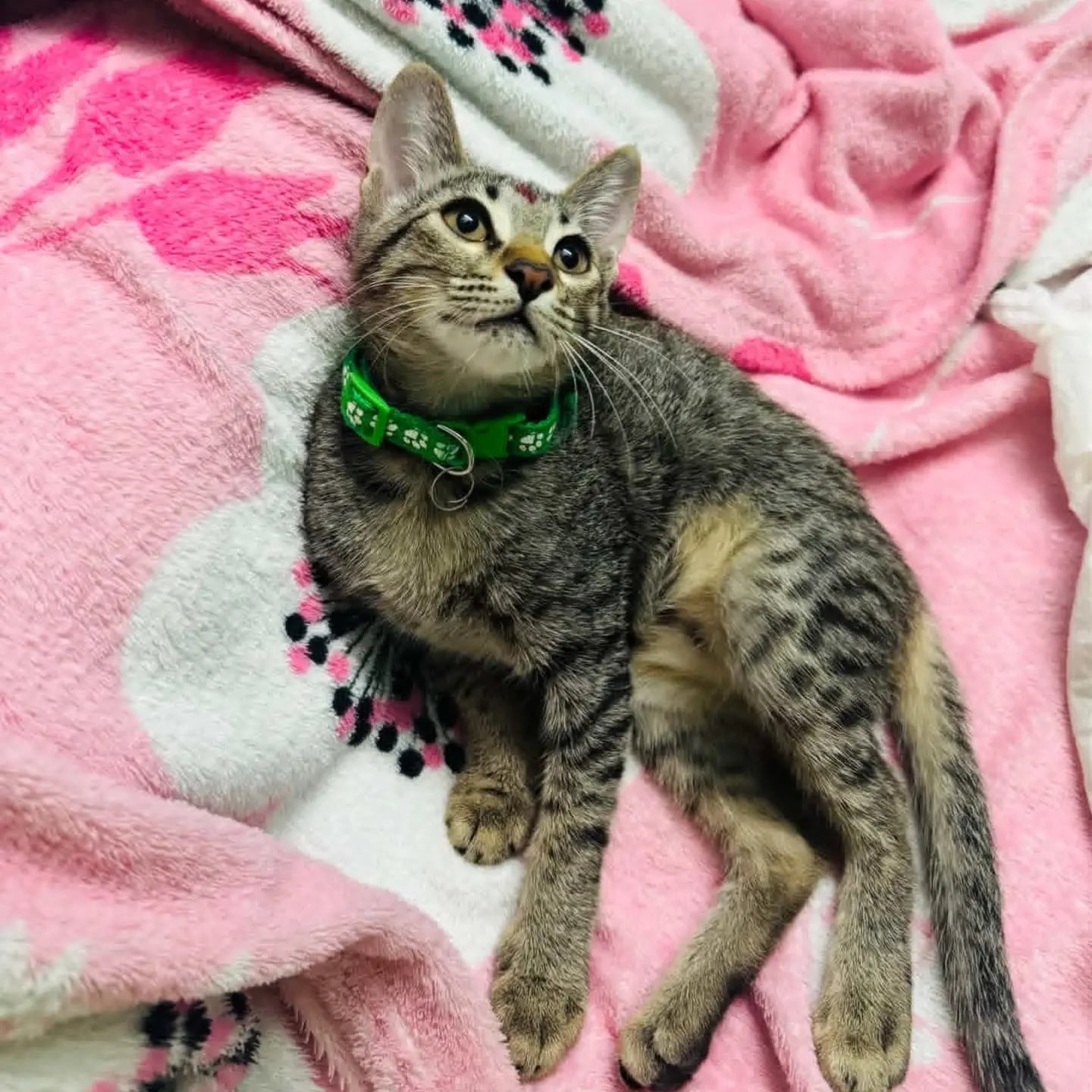 Luna is a two-month-old female kitten.