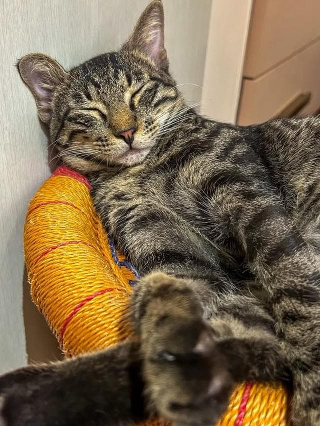 Billu is a six-month-old tripod cat .