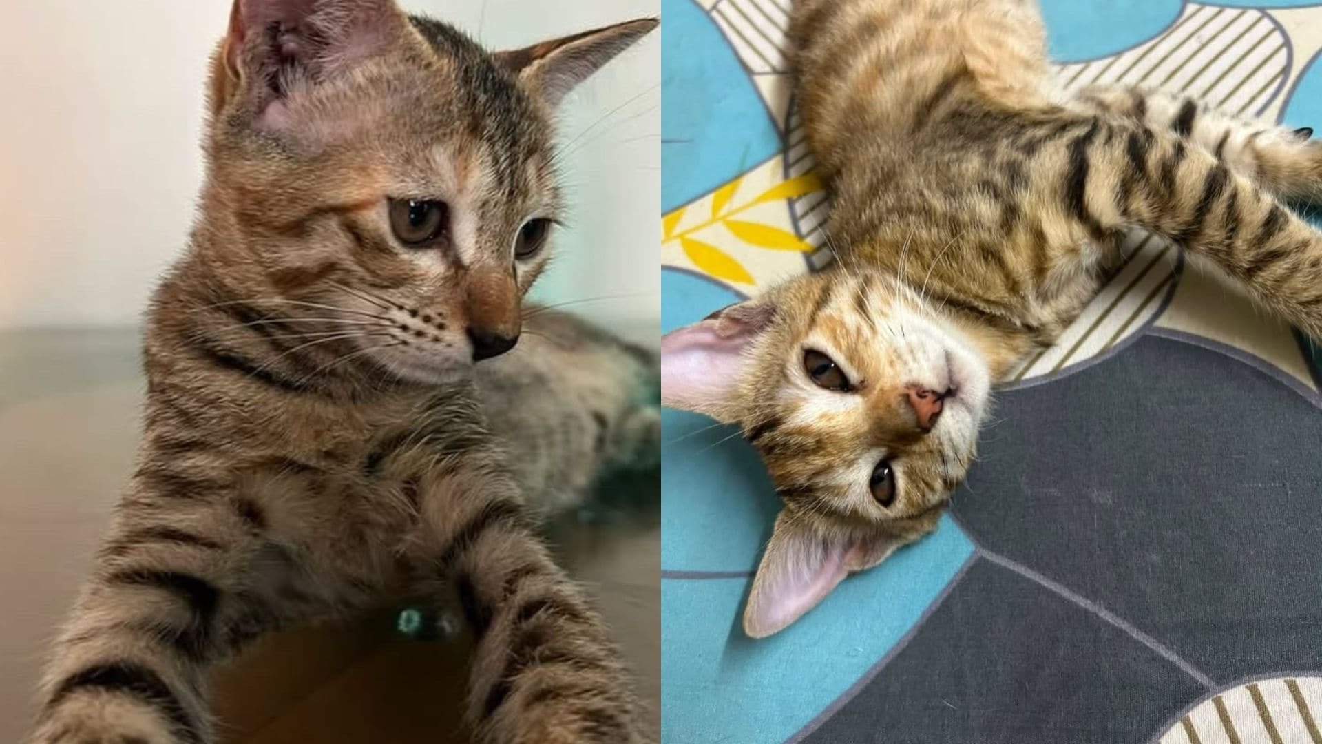 Kit and Kat are two adorable three-month-old female kittens.