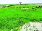 A view of Alwara Lake in Kaushambi (File)