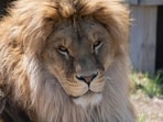 The illness can be fatal in animals and humans if it is not detected and treated early. 