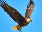 Jackie, the famous Big Bear bald eagle, remains in critical condition.(Unsplash/ Representative)