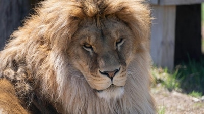 The illness can be fatal in animals and humans if it is not detected and treated early. (The Wildcat Sanctuary) The illness can be fatal in animals and humans if it is not detected and treated early. (The Wildcat Sanctuary)