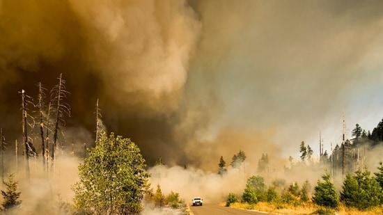 A vegetation fire dubbed Moose Ridge Fire broke out in Reno, Nevada. Image for representational purposes.