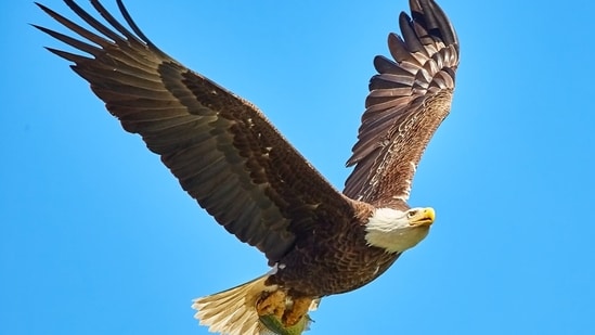 Jackie, the famous Big Bear bald eagle, remains in critical condition.