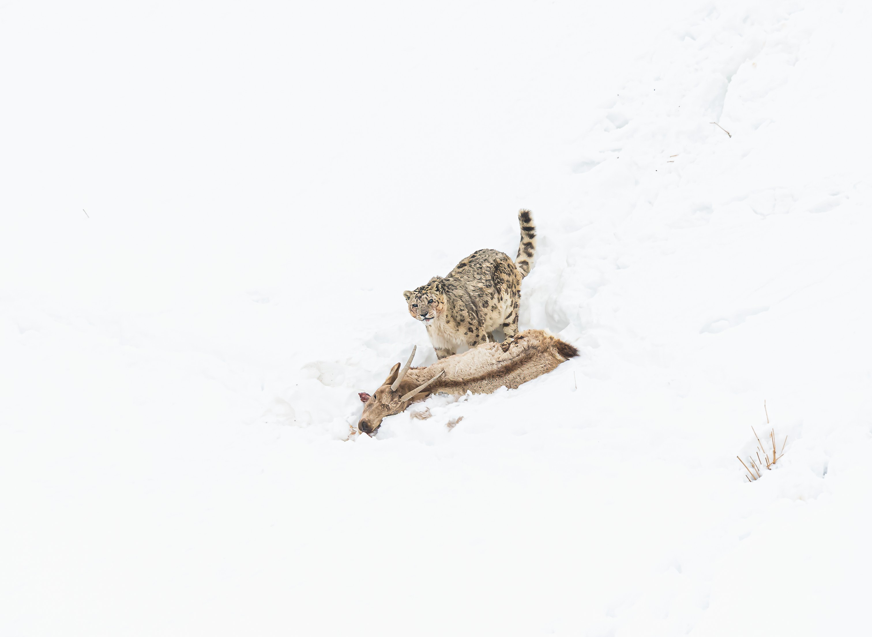 That’s how IPS SK Tewari captured a rare sighting of a snow leopard aka The Grey Ghost of the Mountains. That’s how IPS SK Tewari captured a rare sighting of a snow leopard aka The Grey Ghost of the Mountains.