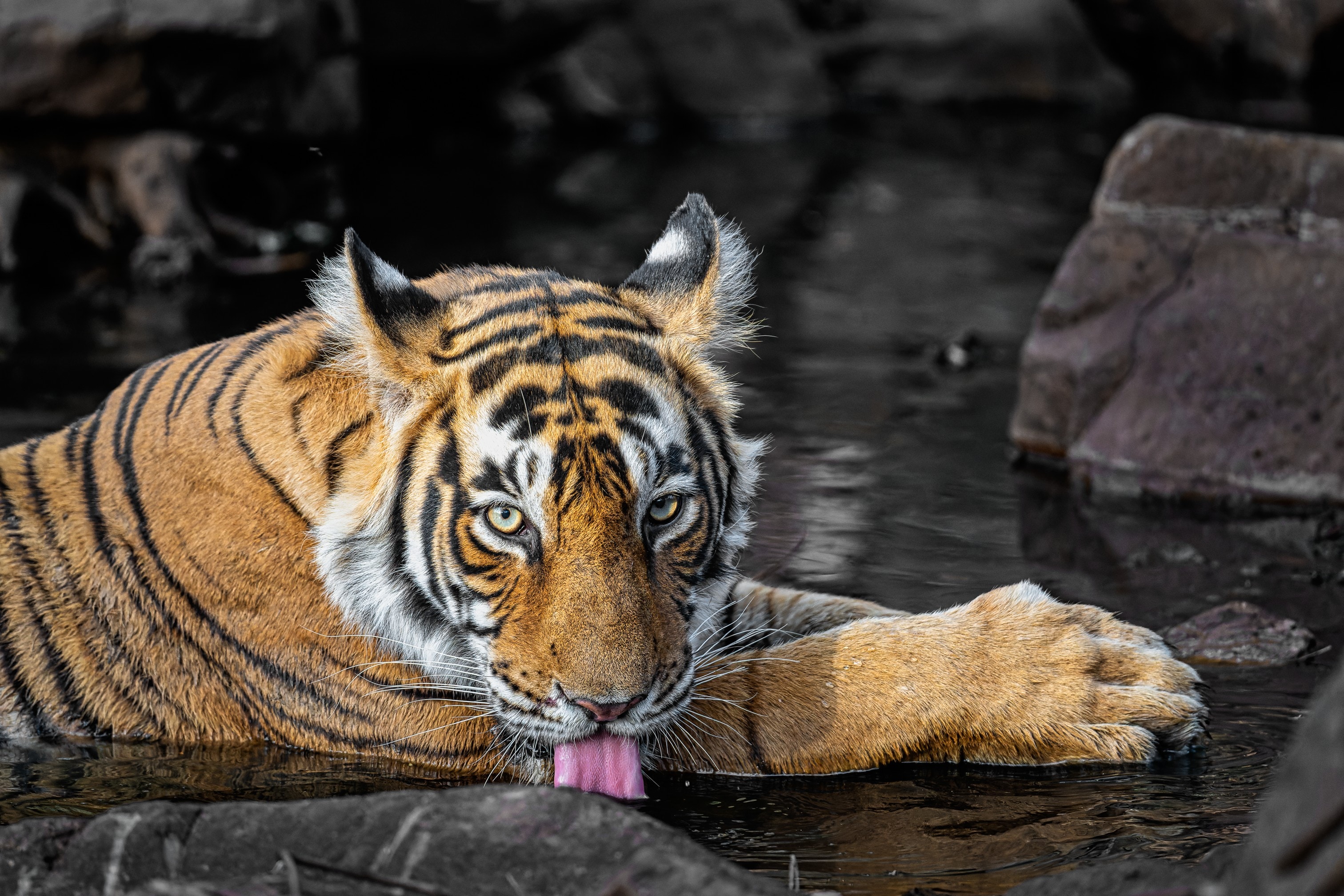 Among all the genres, it’s wildlife photography that brings a joy of spark in the eyes of IPS officer SK Tewari as he calls it his favourite. Among all the genres, it’s wildlife photography that brings a joy of spark in the eyes of IPS officer SK Tewari as he calls it his favourite.