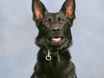 Community comes together to save ‘faithful’ Polk County K9 Ace who was shot by suspect Community comes together to save ‘faithful’ Polk County K9 Ace who was shot by suspect