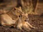 The main element is the strict legal protection that has eliminated poaching, except for one incident in 2007.(Photo: HT Archive)