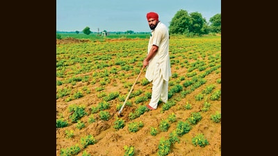 According to experts, groundnut requires far less water compared to other kharif crops like cotton and paddy, and also reaches maturity quicker, reaping faster returns. (HT) According to experts, groundnut requires far less water compared to other kharif crops like cotton and paddy, and also reaches maturity quicker, reaping faster returns. (HT)