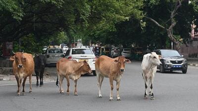 MCD has separately estimated that around 500 unauthorised dairies operate in the city. (Photo for representation) MCD has separately estimated that around 500 unauthorised dairies operate in the city. (Photo for representation)