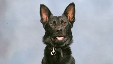 Community comes together to save ‘faithful’ Polk County K9 Ace who was shot by suspect (@PolkCoSheriff/X) Community comes together to save ‘faithful’ Polk County K9 Ace who was shot by suspect (@PolkCoSheriff/X)