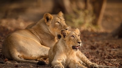The main element is the strict legal protection that has eliminated poaching, except for one incident in 2007. (Photo: HT Archive) The main element is the strict legal protection that has eliminated poaching, except for one incident in 2007. (Photo: HT Archive)