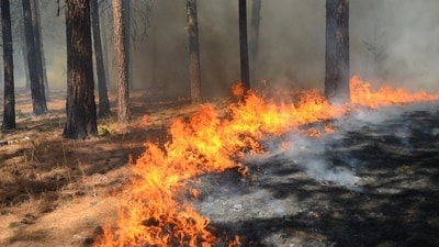 A vegetation fire dubbed the Tasha Fire was reported in Santa Clarita. Image for representational purposes. A vegetation fire dubbed the Tasha Fire was reported in Santa Clarita. Image for representational purposes.