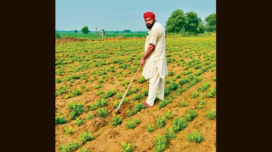 According to experts, groundnut requires far less water compared to other kharif crops like cotton and paddy, and also reaches maturity quicker, reaping faster returns. (HT)