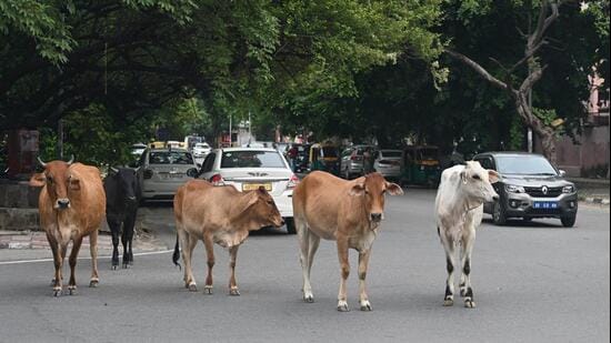 MCD has separately estimated that around 500 unauthorised dairies operate in the city. (Photo for representation)